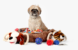 Pet Supplies